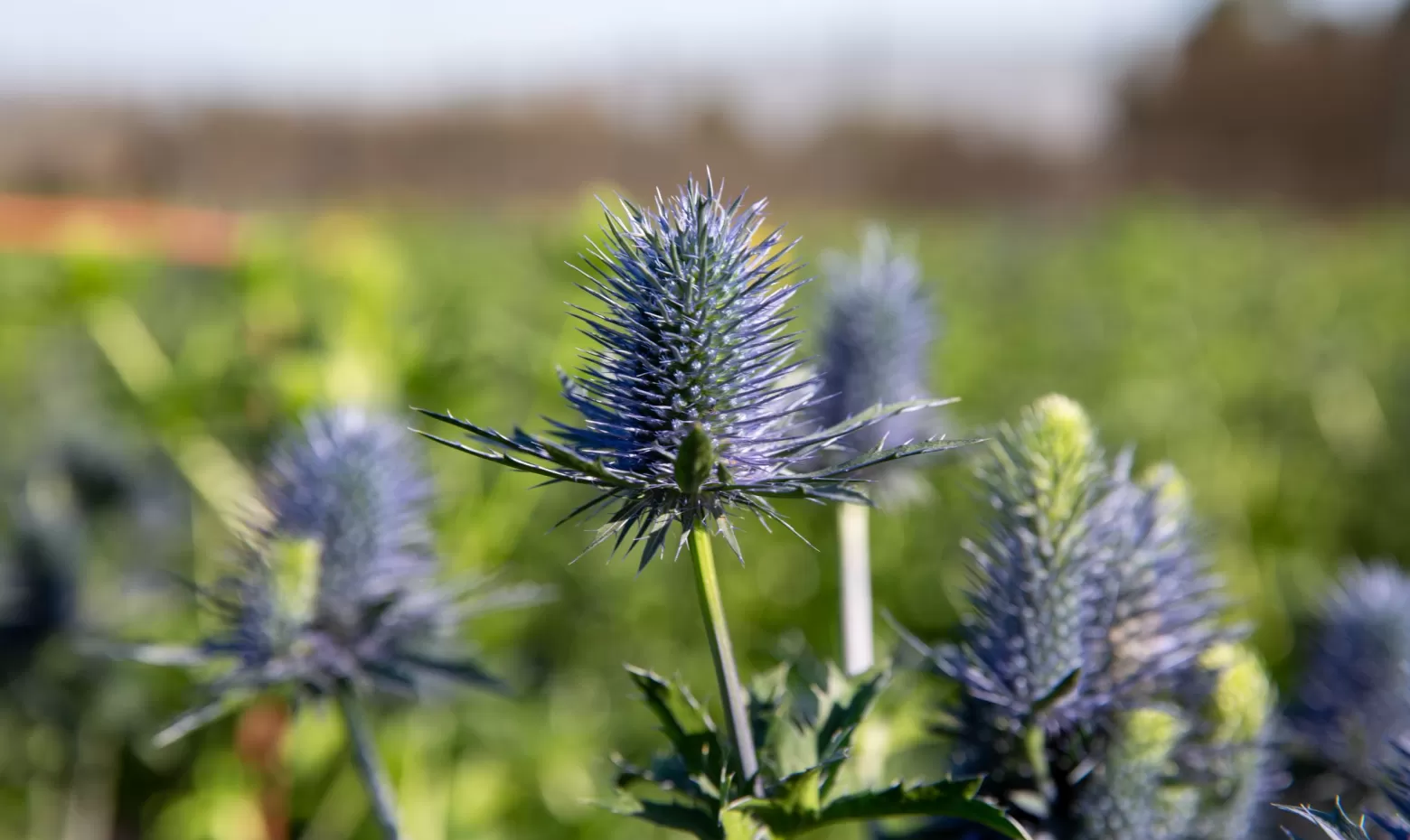 Marginpar Eryngium cut flower - Supernova Questar