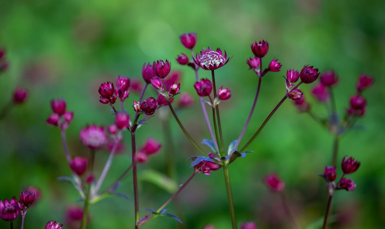 Astrantia 