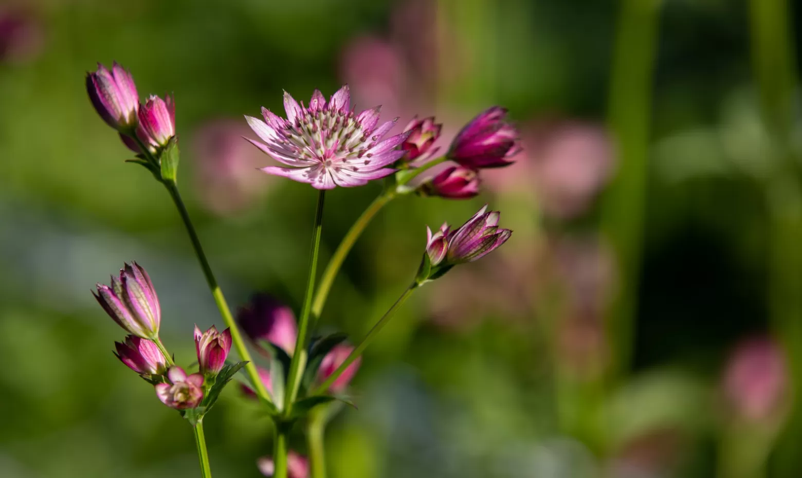 Astrantia 