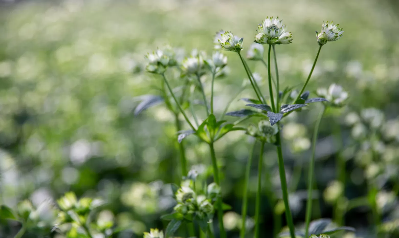 Astrantia 