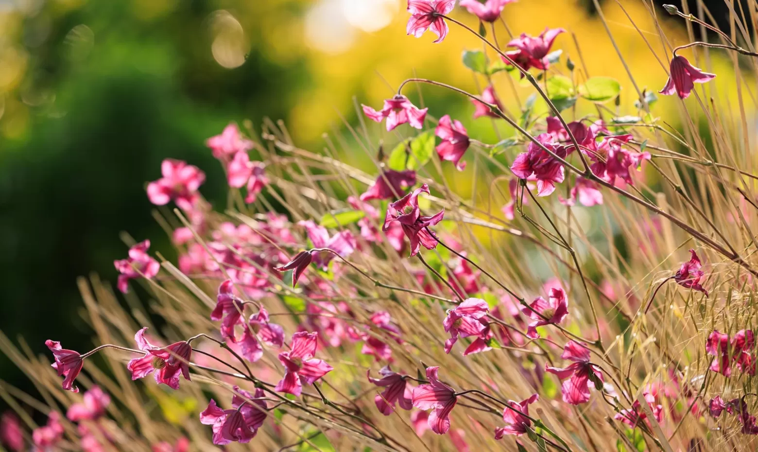 Chelsea Flower show Clematis 