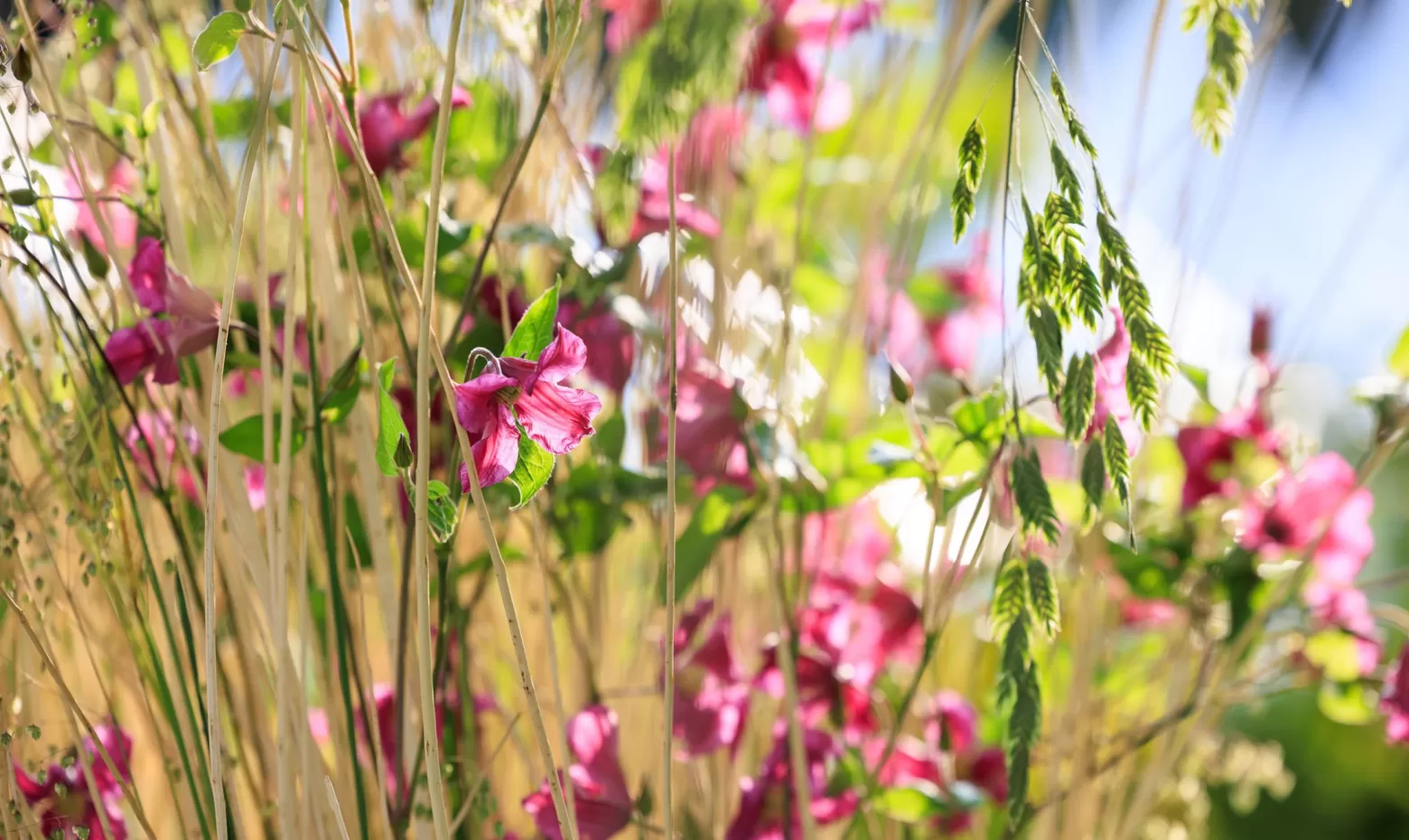 Chelsea Flower show Clematis 