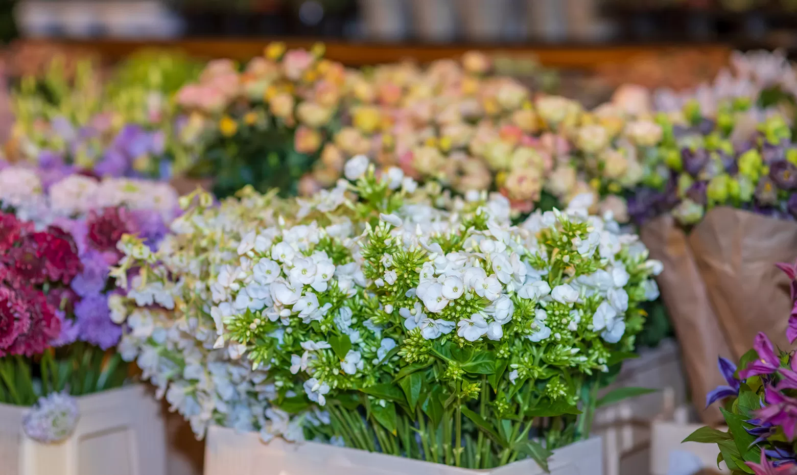 Workshop - Phlox