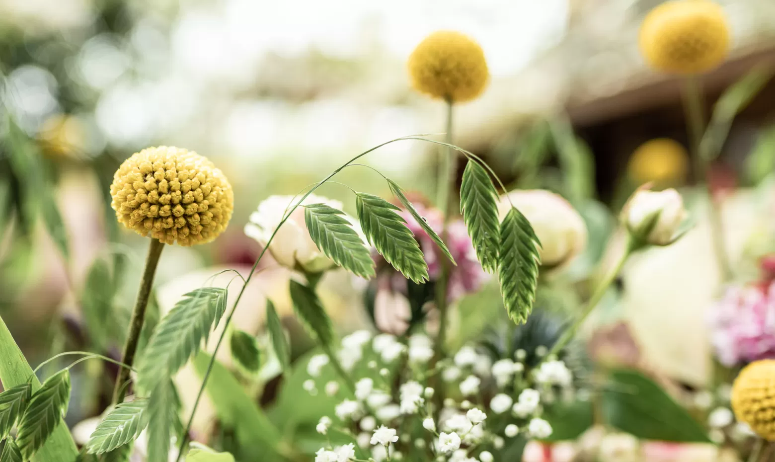 Hochzeitsblumengestecke Scabiosa, Clematis, Craspedia, Chasmanthium, Gypsophila