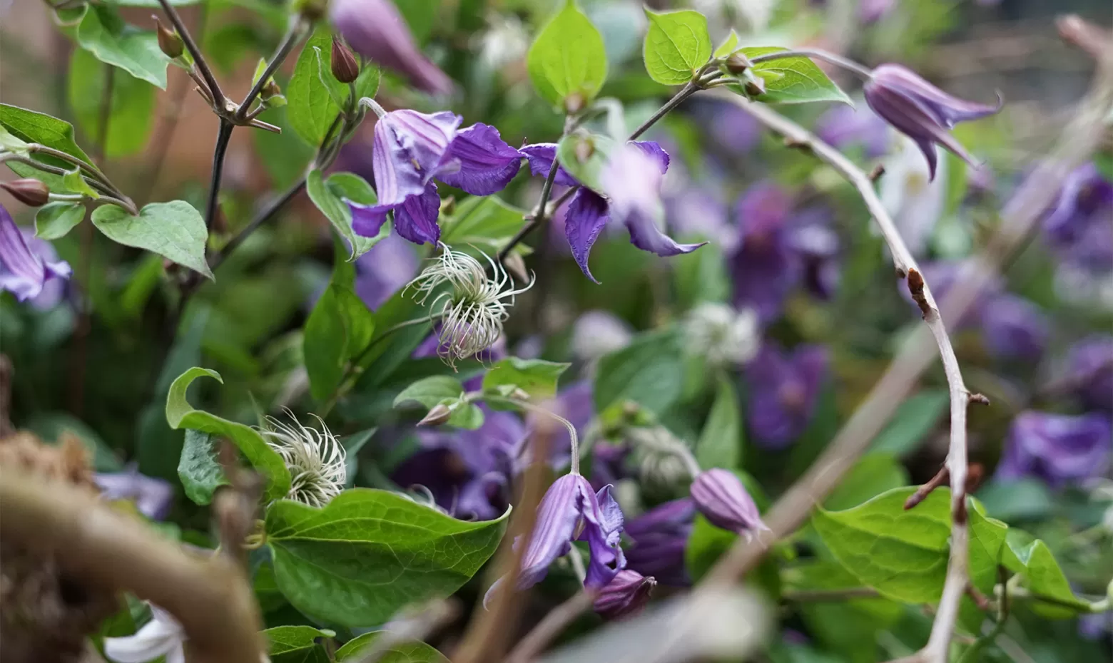 Funeral flower truck - Clematis