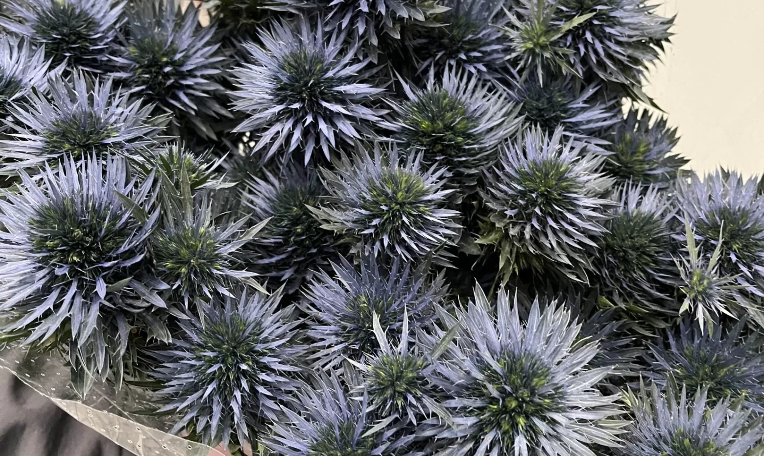 Eryngium Scorpius Questar 