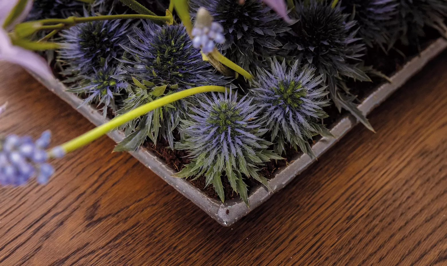 Thistle Eryngium Marginpar design Max van de Sluis