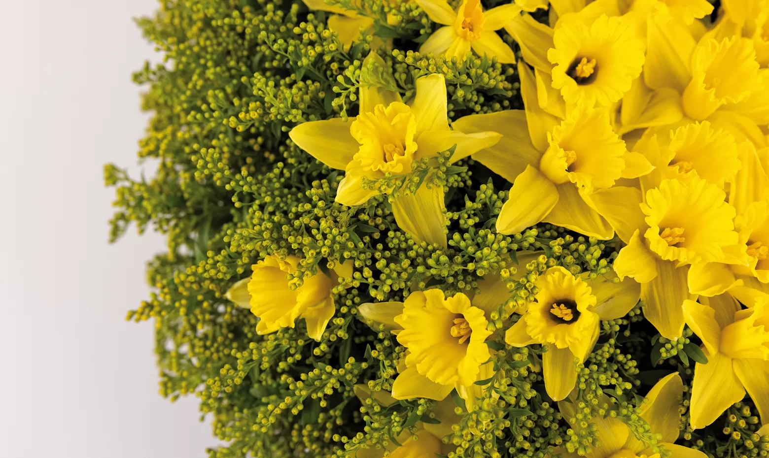 Solidago Marginpar Max van de Sluis