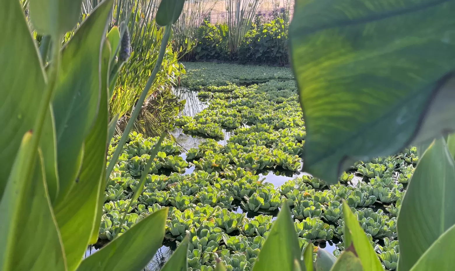 Aangelegde wetlands