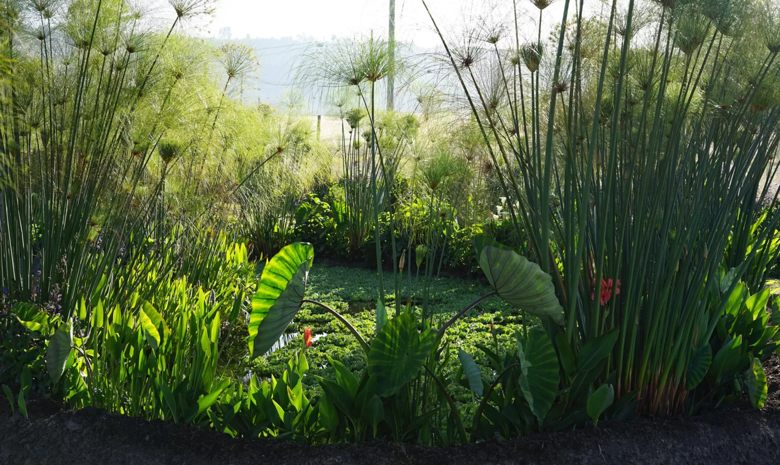 Aangelegde wetlands