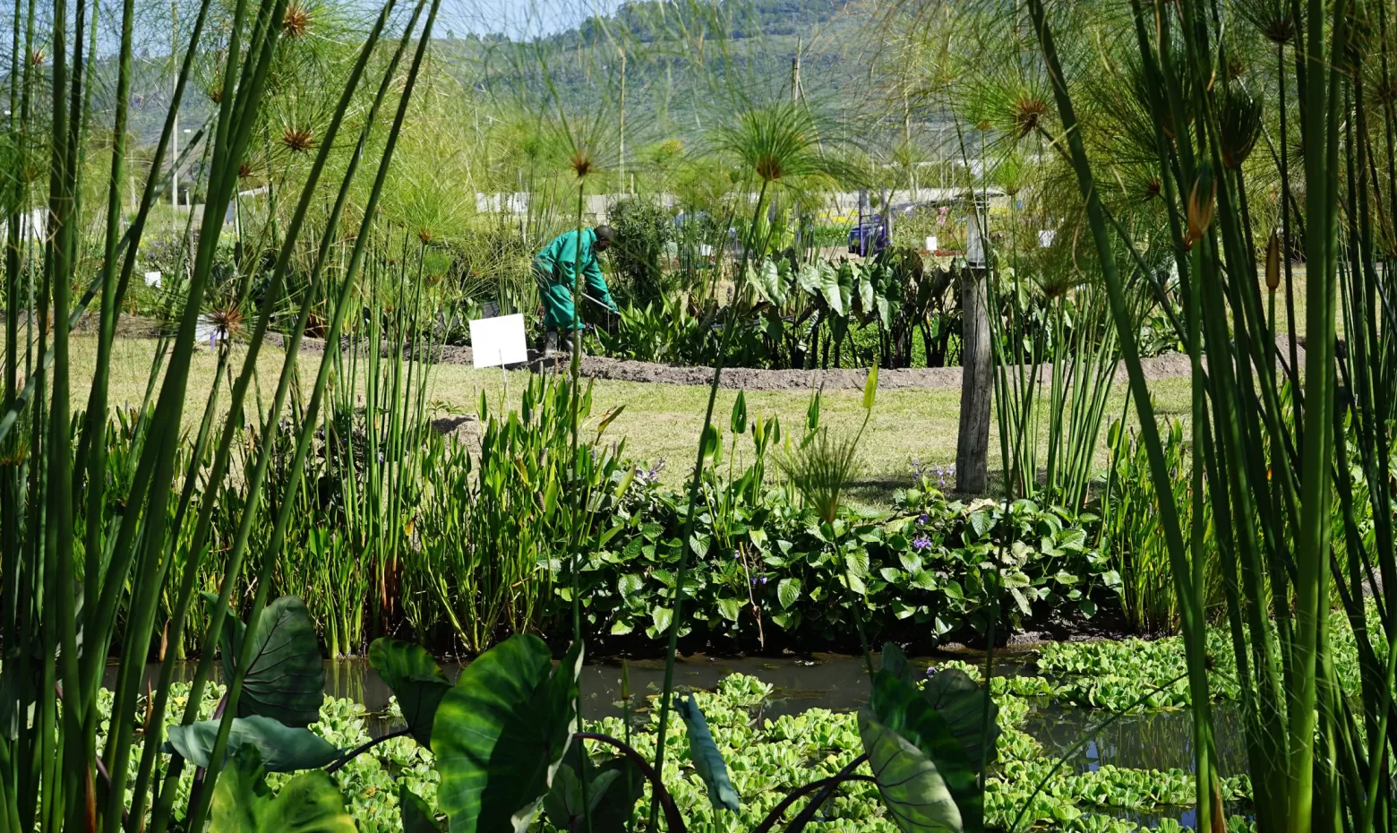 Aangelegde wetlands