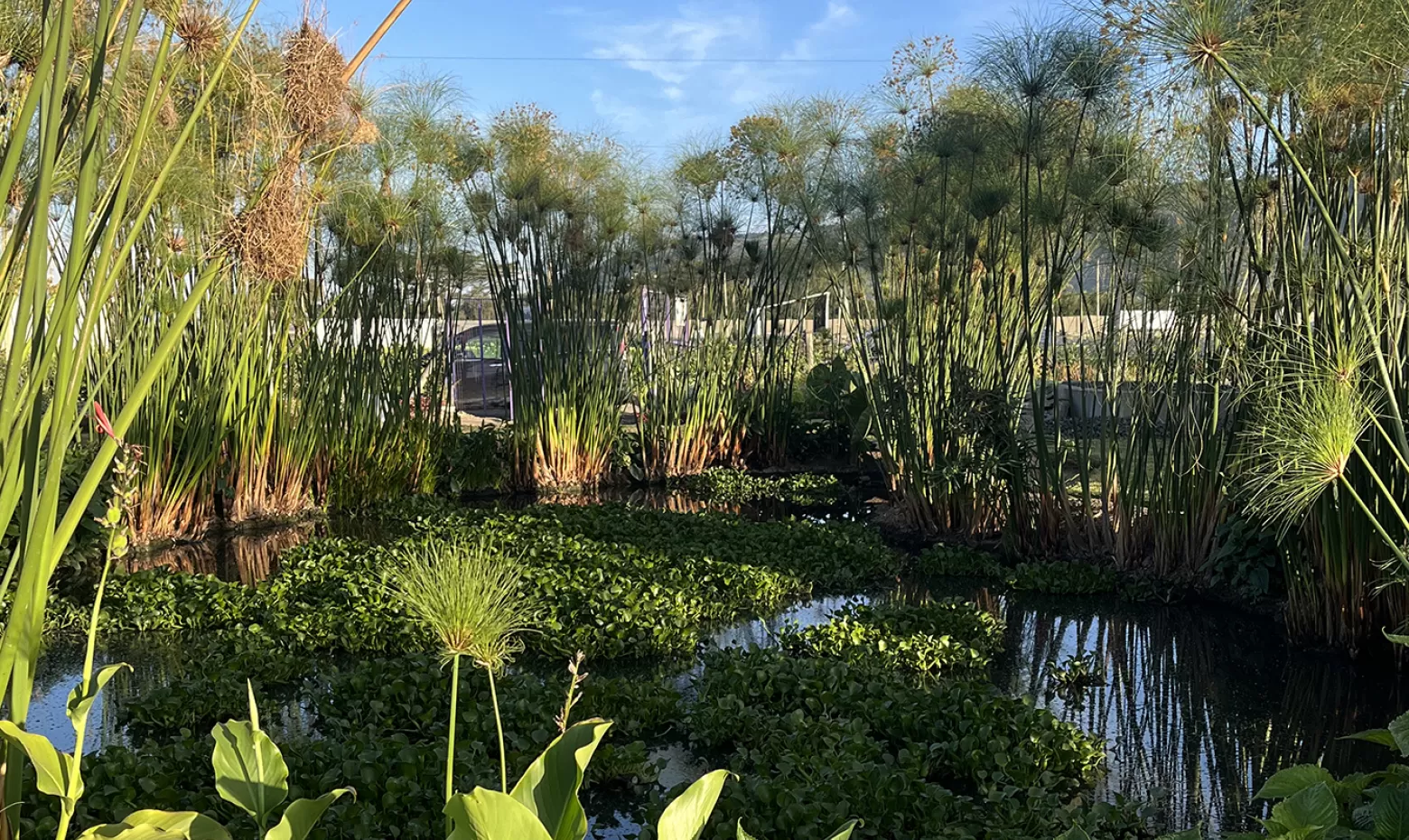 Aangelegde wetlands
