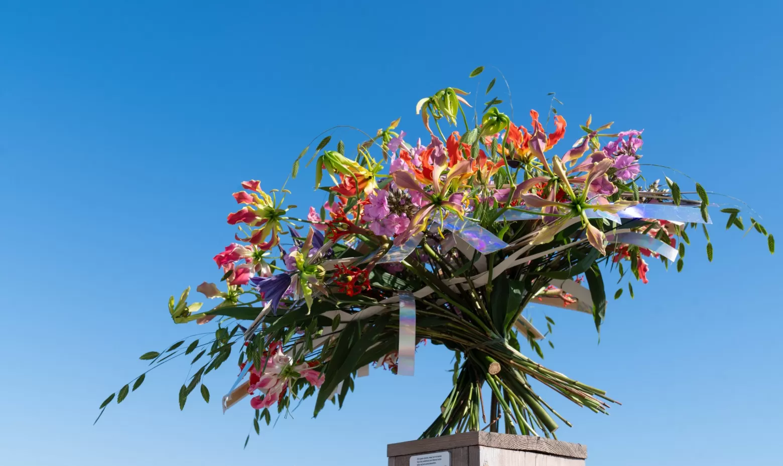 Alex Segura ontwerp Chasmanthium Latifolium 'Mantis', Gloriosa superba Simba Fifty Shades, Clematis Amazing® Oslo, Jatropha Firecracker