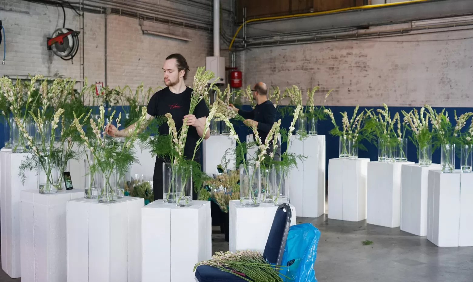 Polianthes installation - Flowers