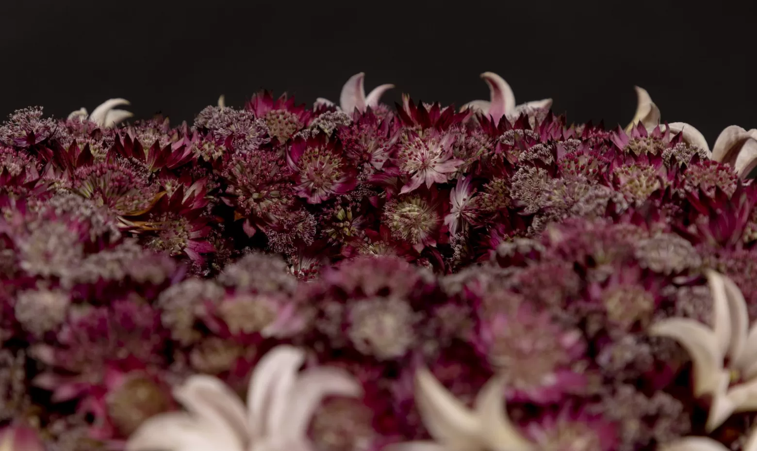 Funeral wreath with Astrantia (Star of Fire®, Star of Flame® and Roma®) and Clematis Amazing® Sevilla