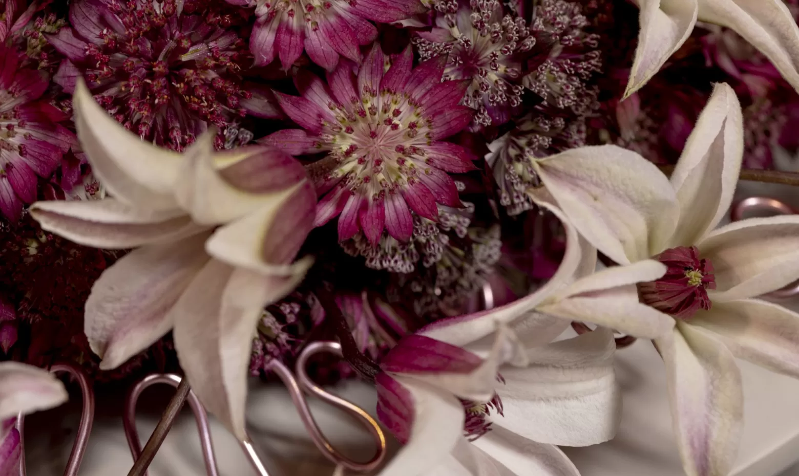 Funeral wreath with Astrantia (Star of Fire®, Star of Flame® and Roma®) and Clematis Amazing® Sevilla