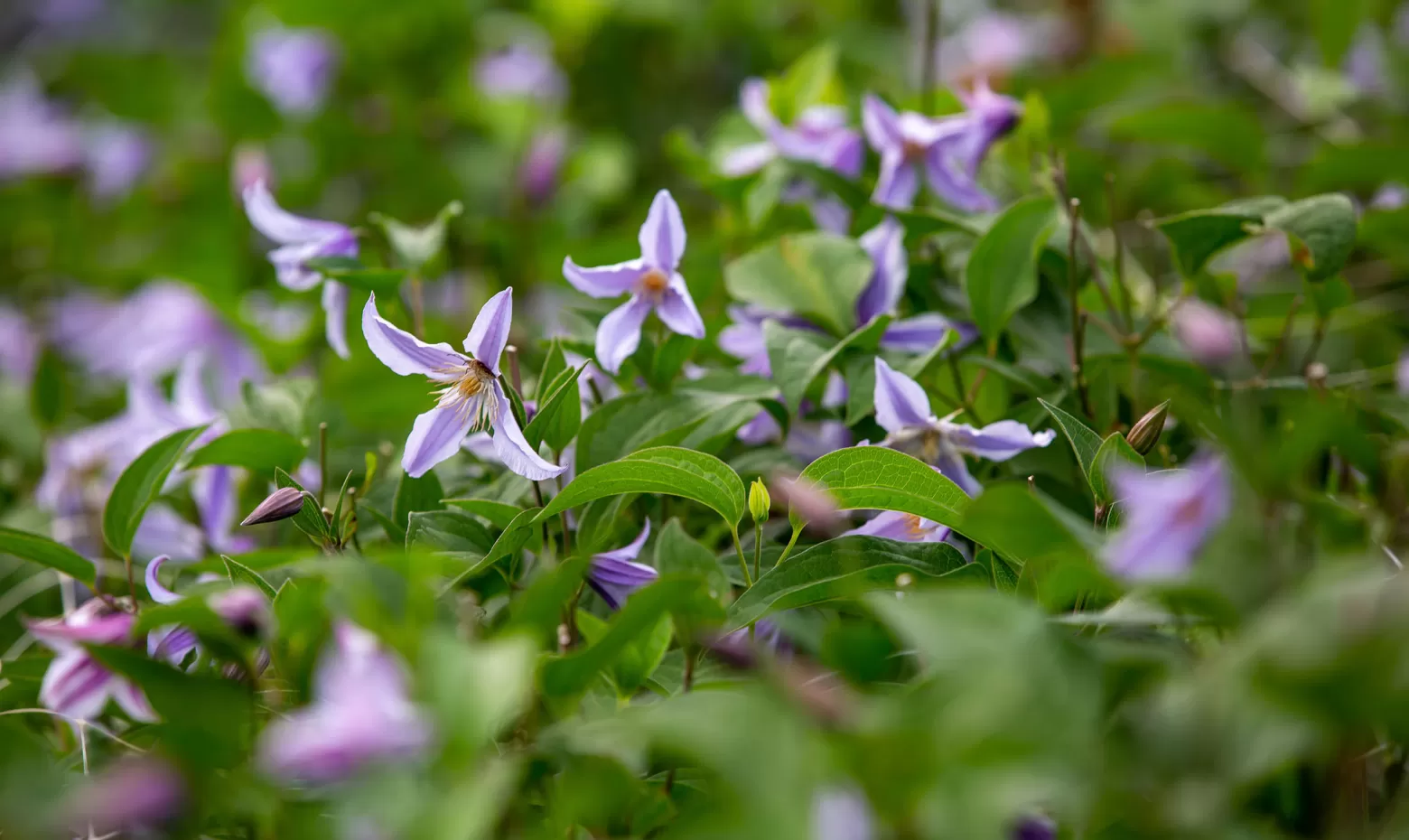 Clematis flower field 