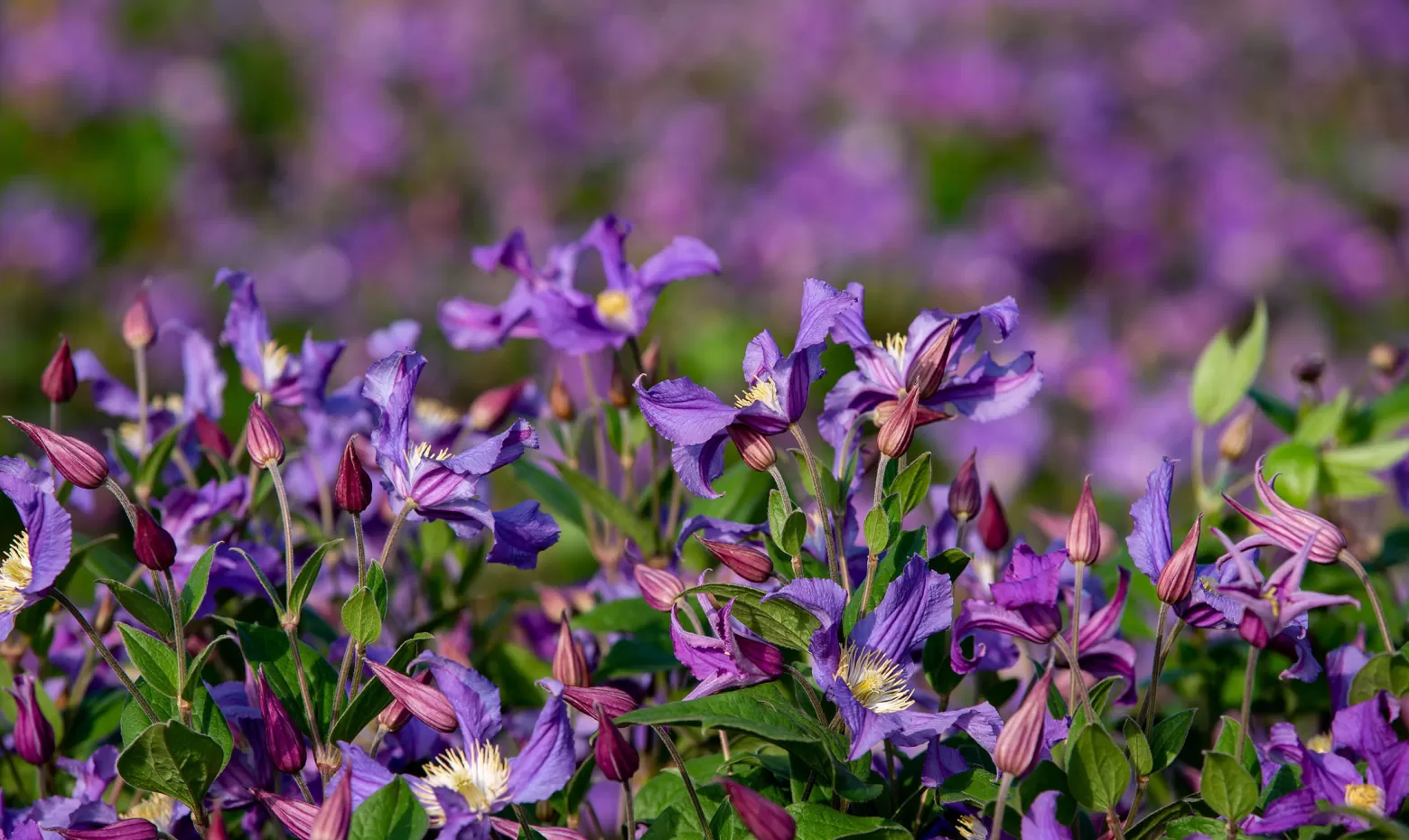 clematis amazing fields