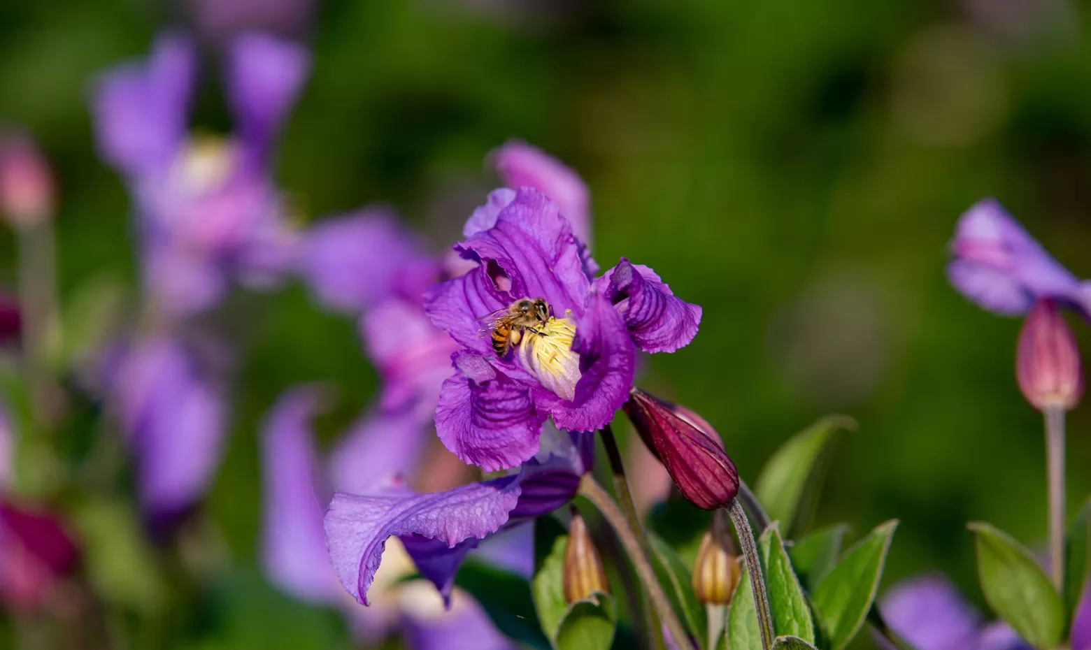 Clematis flower field 