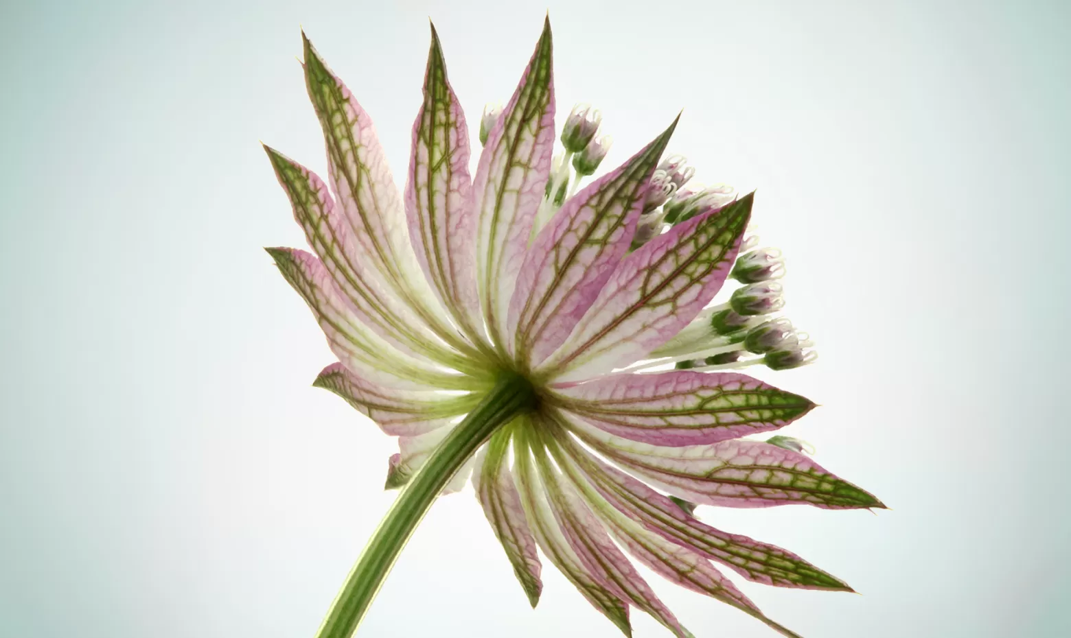 Astrantia Star® of Africa