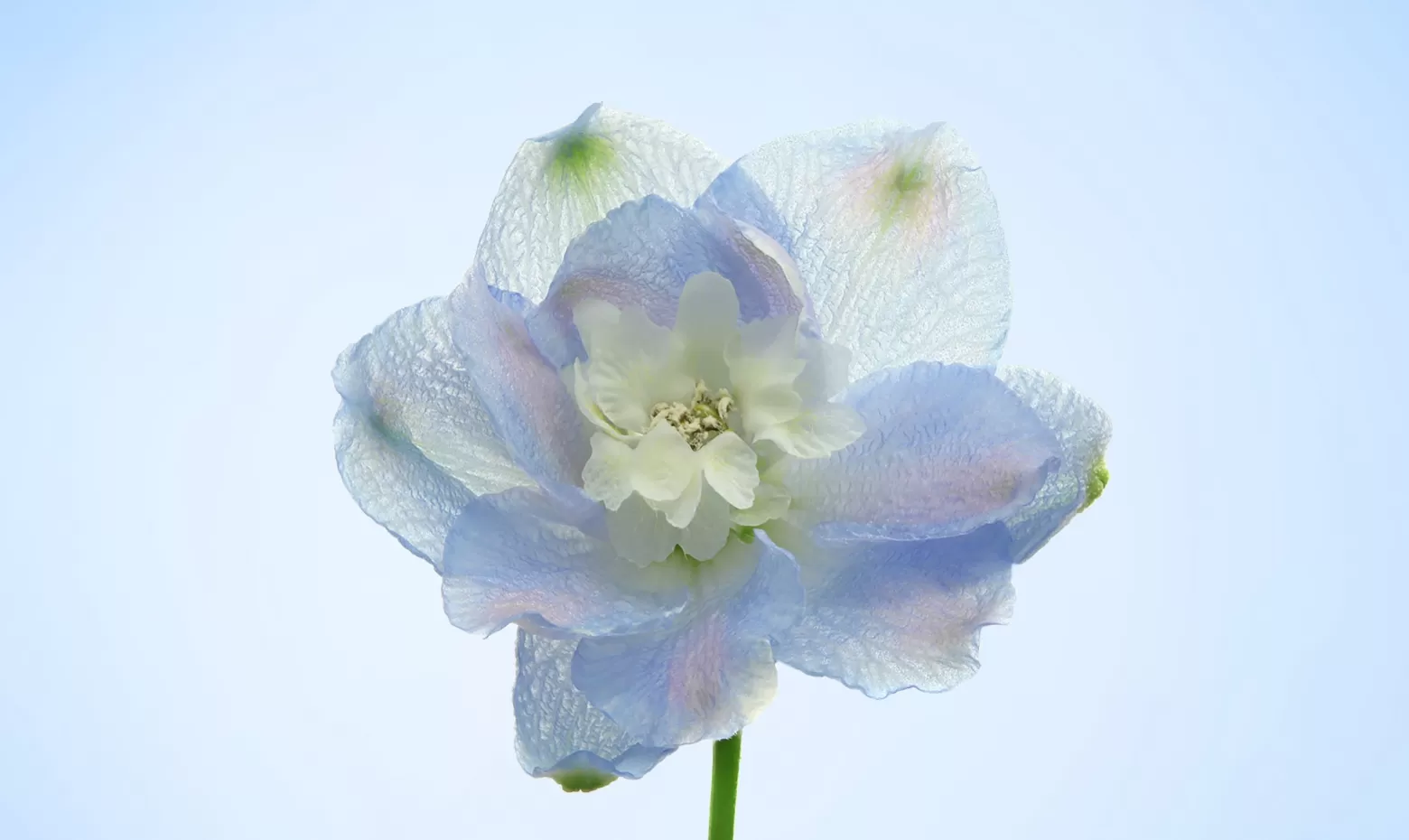 Delphinium Guardian Lavender