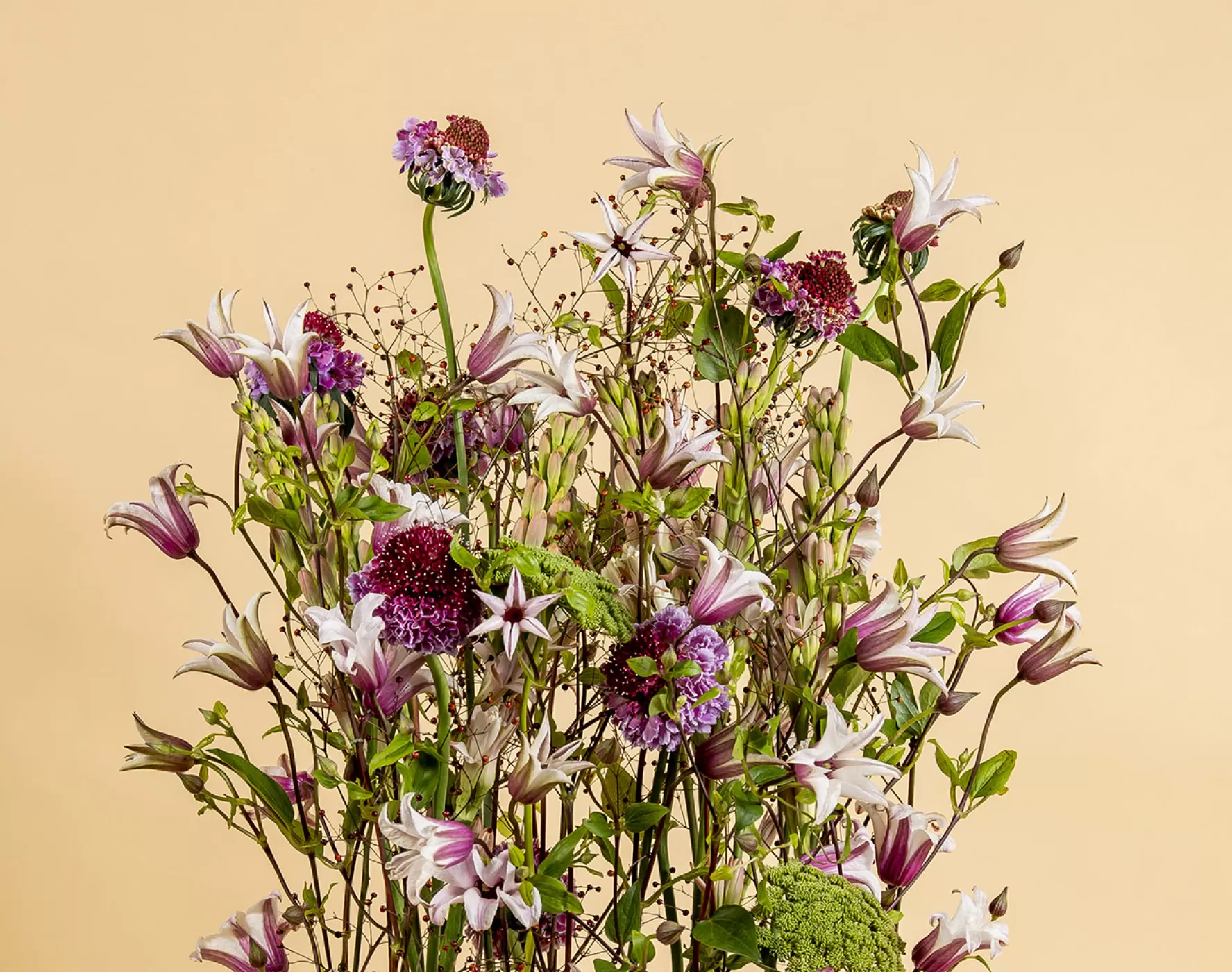 Marginpar 铁线莲 Amazing® Sevilla