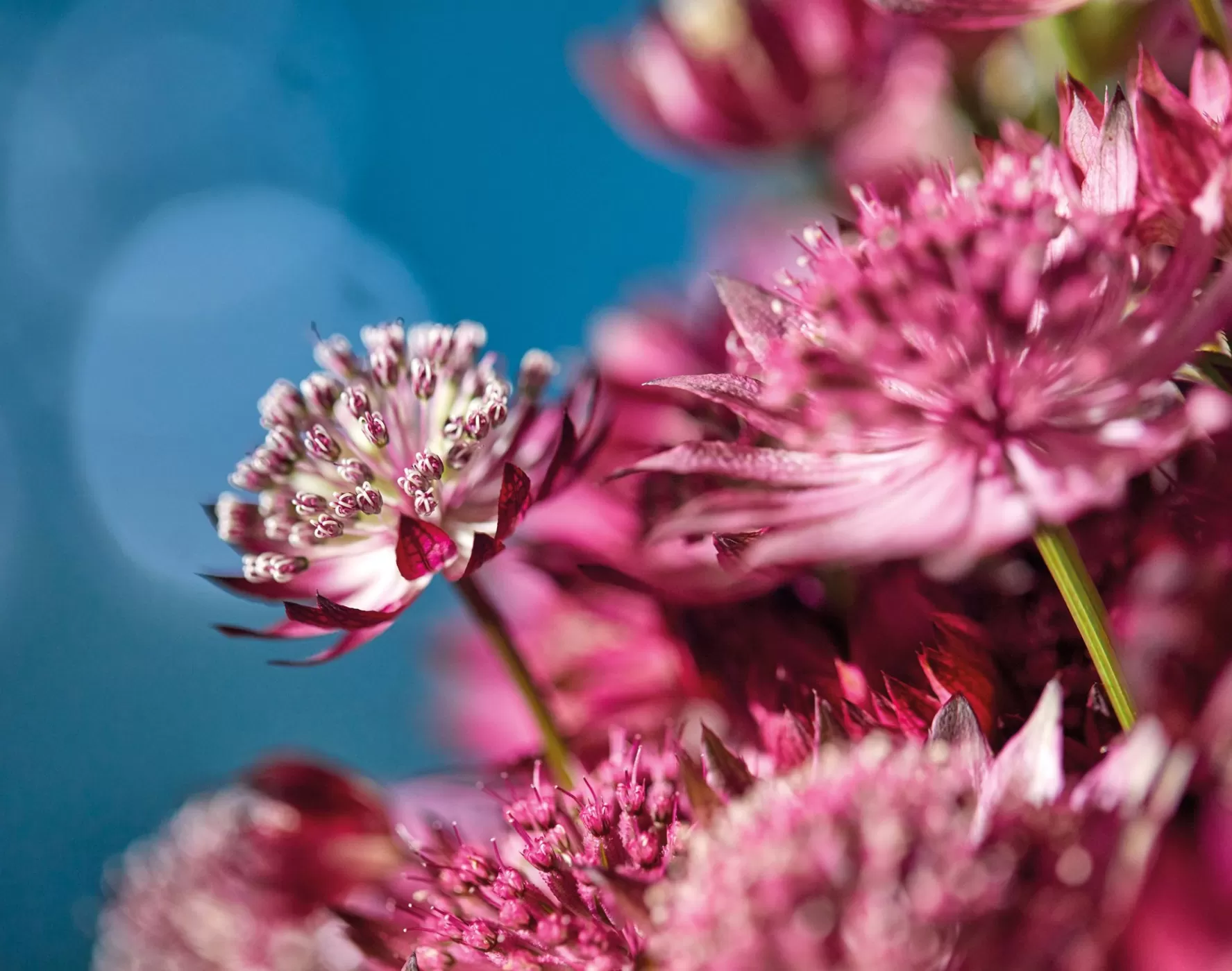 Astrantia star series close-up