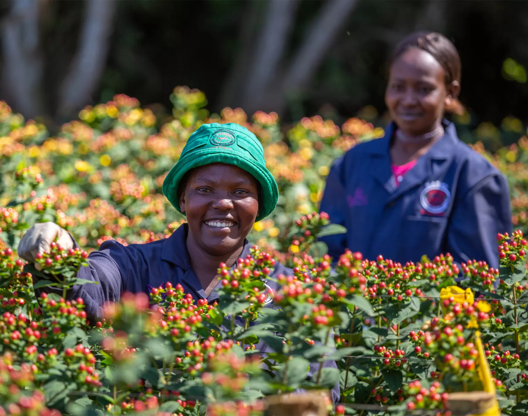 Certyfikat KFC Gold Marginpar