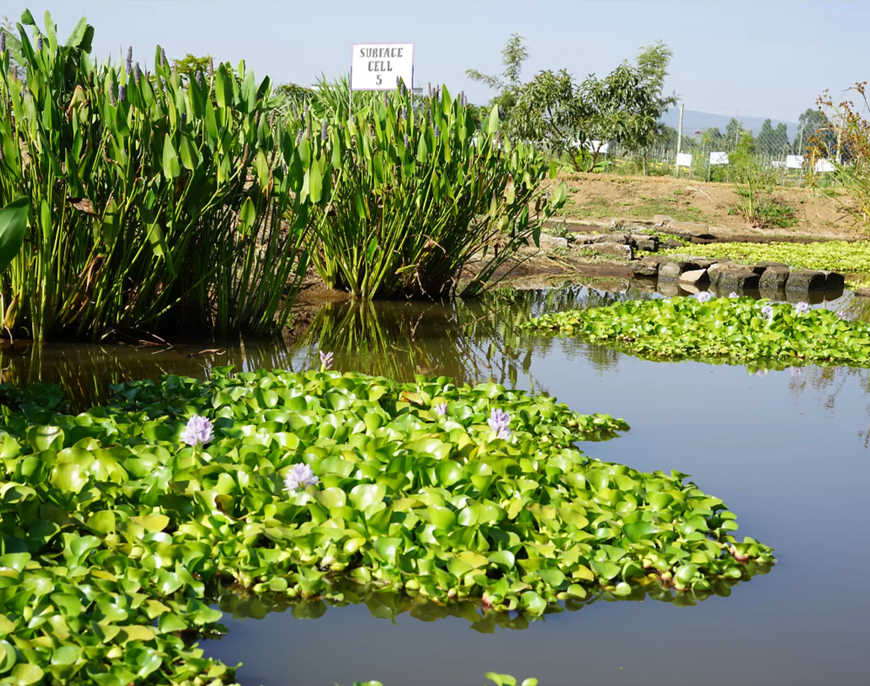Aangelegde wetlands