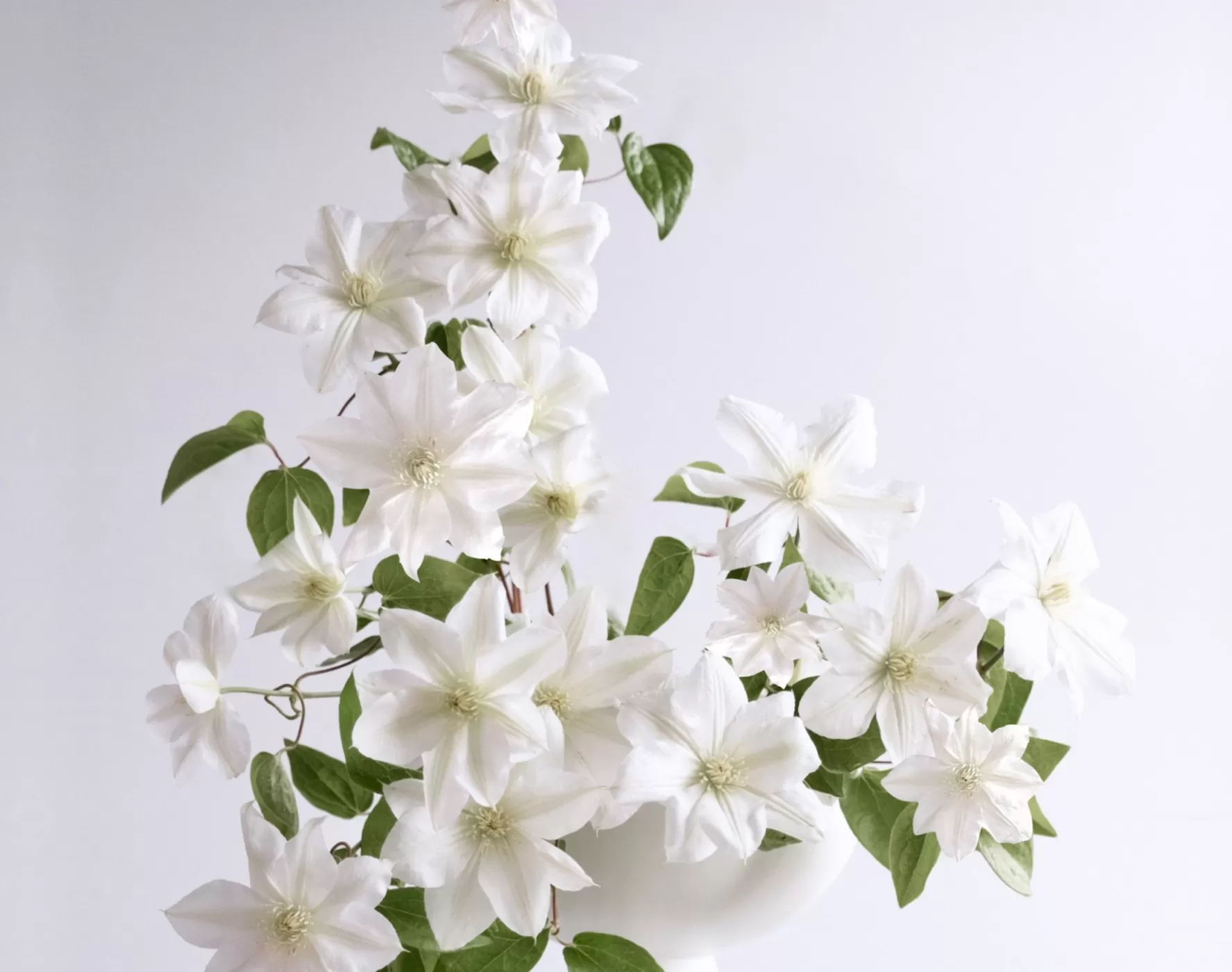 Joseph Massie Clematis Amazing Vienna