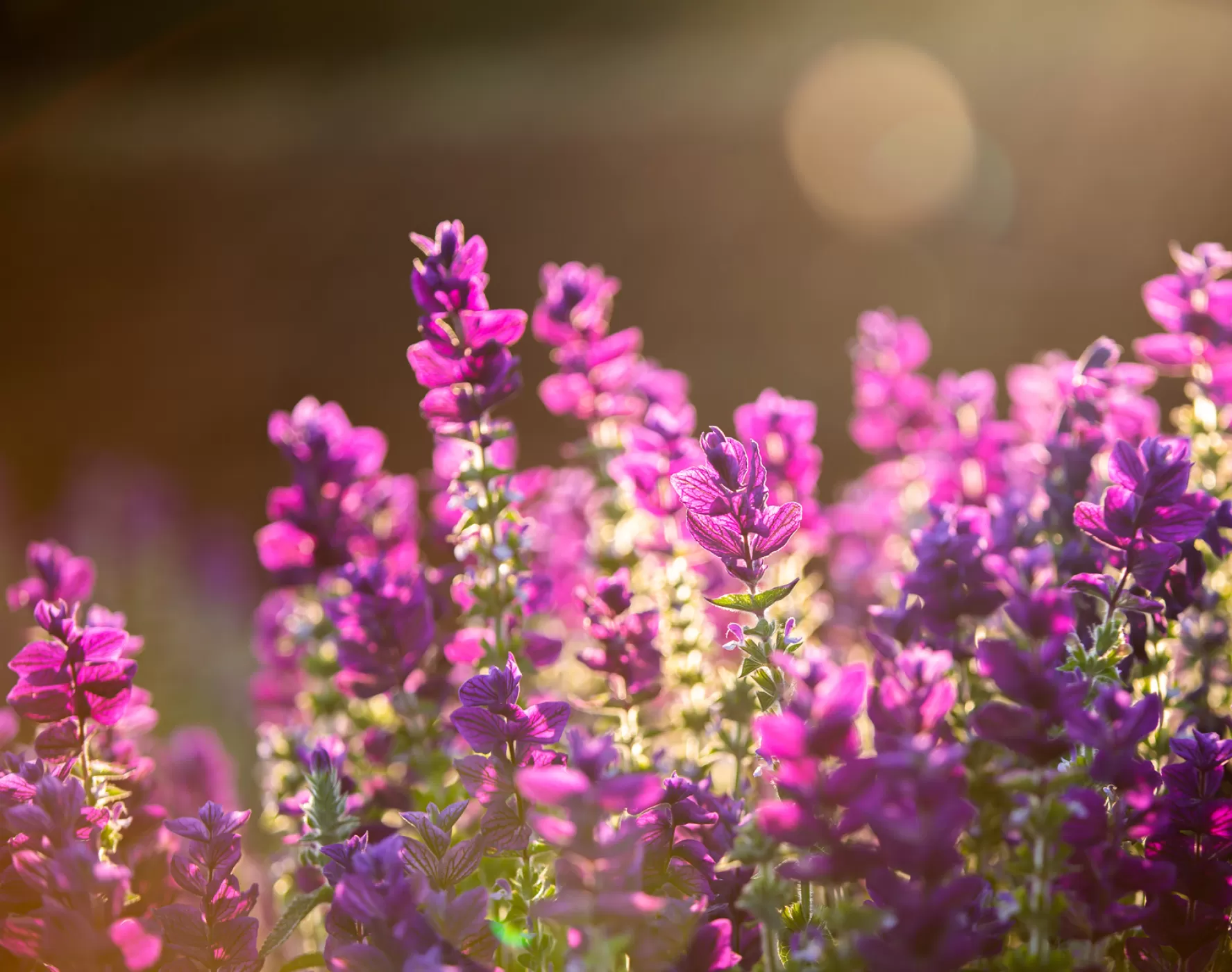 Salvia in the field