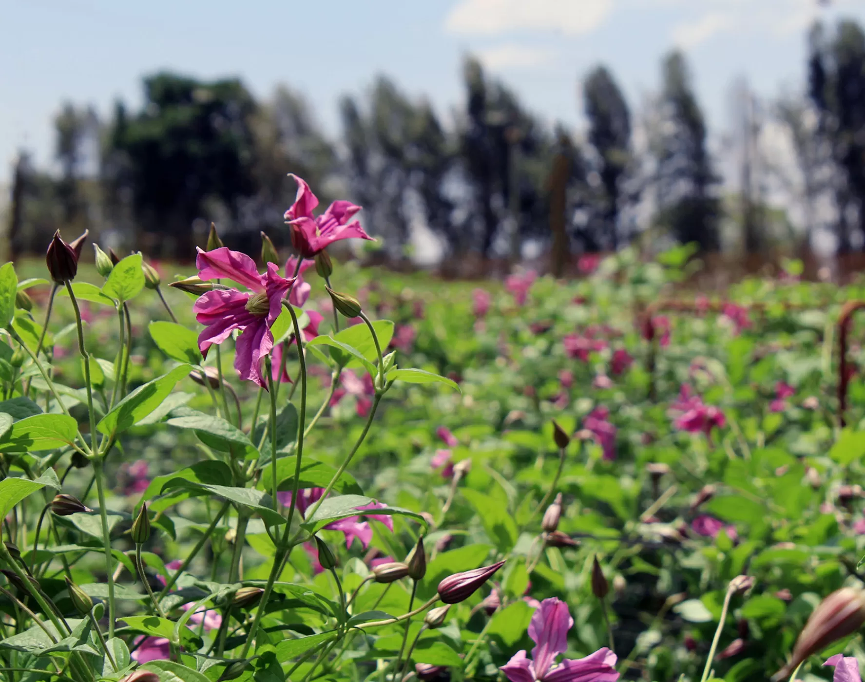 Clematis flower field 