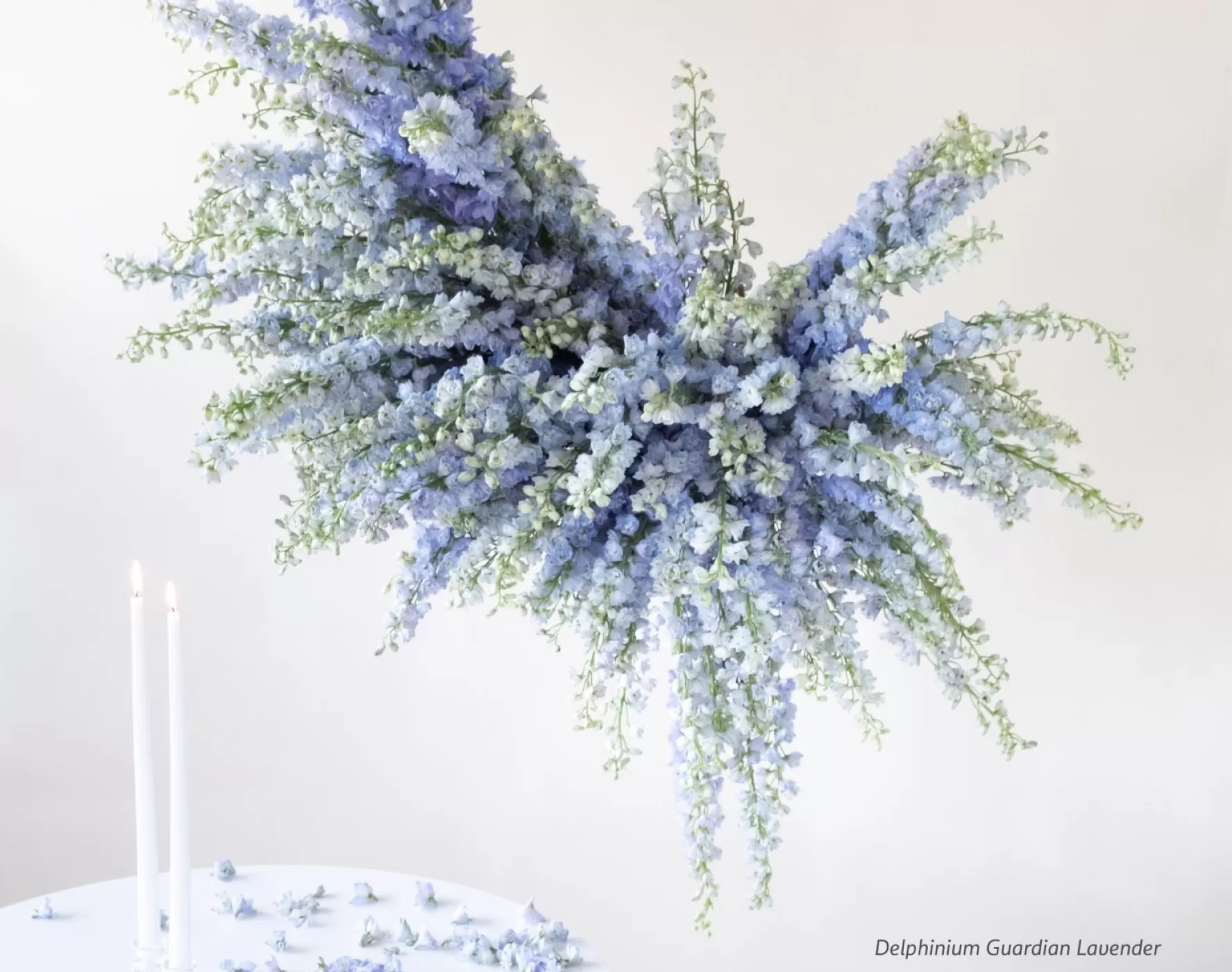 Delphinium Guardian Lavender