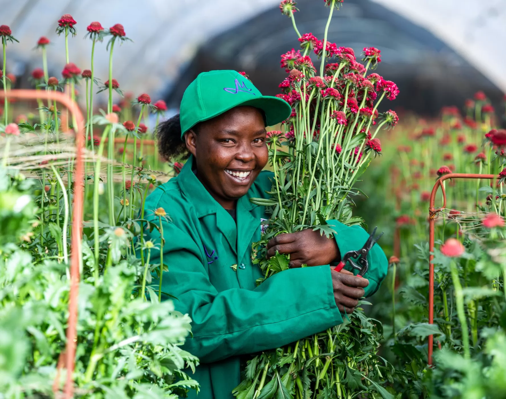 Harvesting Scabiosa at flower farm Kenya