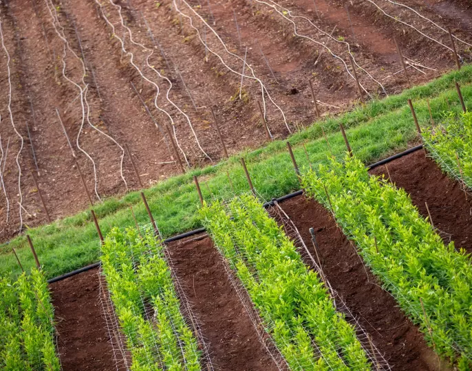 Regenerative flower farming