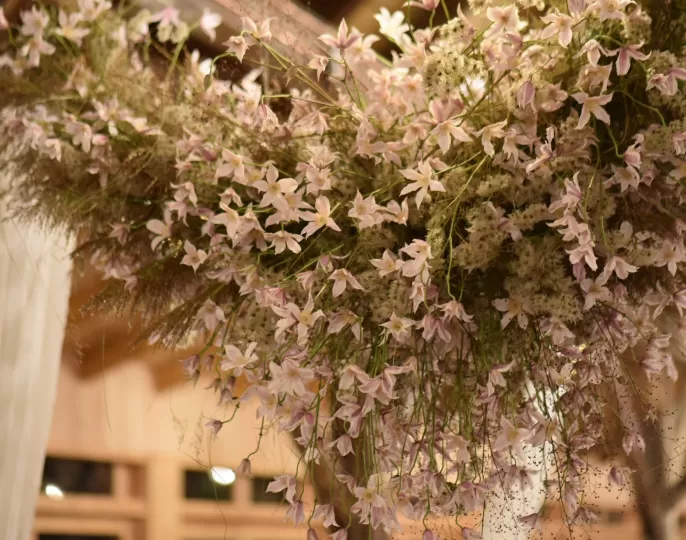 clematis flower cloud  
